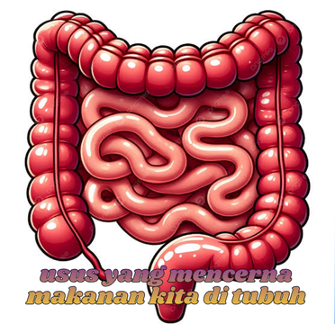 bagi kesehatan usus